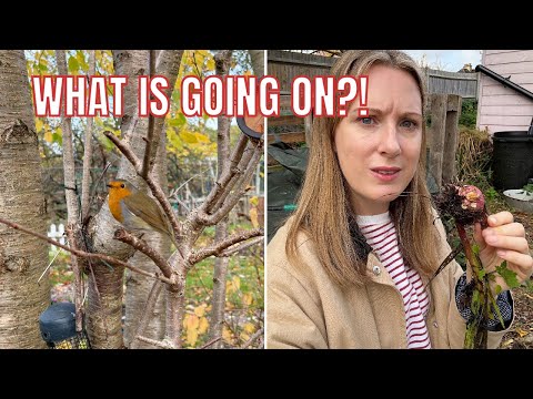 Видео: ЧТО ПРОИСХОДИТ С ЭТИМ РАСТЕНИЕМ? / САДОВОДСТВО НА ДАЧНЫХ УЧАСТКАХ ВЕЛИКОБРИТАНИИ