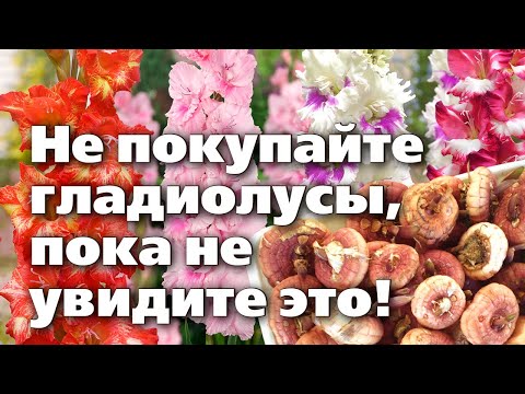 Видео: Как выбрать нужные луковицы гладиолусов  Подсказки опытного цветовода