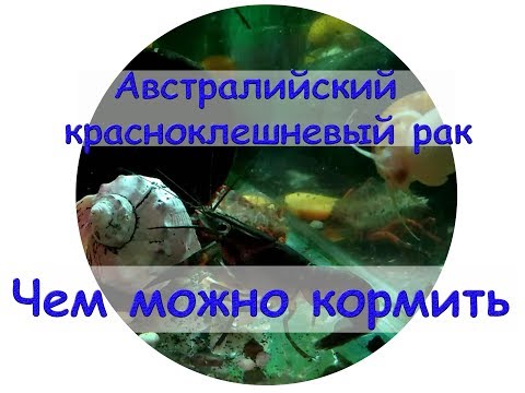 Видео: Чем можно кормить австралийских красноклешневых раков