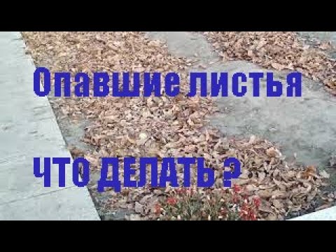 Видео: Опавшие листья:сжигать нельзя,мульчировать(ленивый компост и др)