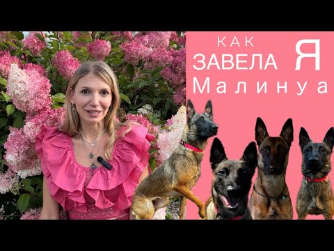 Видео: Как я завела малинуа? Одна безумная история.