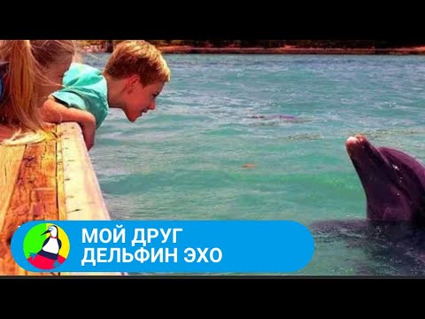 Видео: 🏝 ДОБРЫЙ ПОУЧИТЕЛЬНЫЙ ФИЛЬМ ДЛЯ ВСЕЙ СЕМЬИ 🏝  Мой друг дельфин Эхо🐾 Фильм в HD. STARMEDIAKIDS