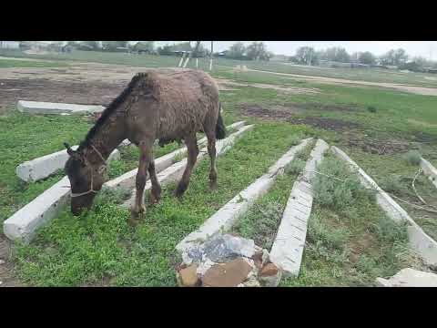 Видео: Жетім құлын өсті