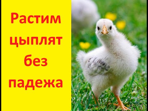 Видео: Почему болеют цыплята. Растим цыплят без падежа