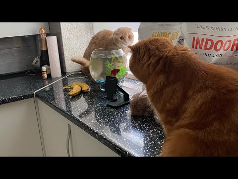 Видео: Как примирить двух кошек😻😻