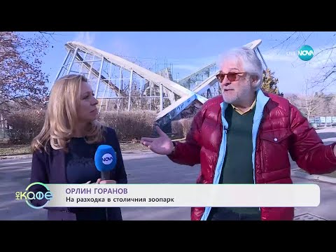 Видео: Орлин Горанов: На разходка в столичния зоопарк - „На кафе“ (29.01.2025)