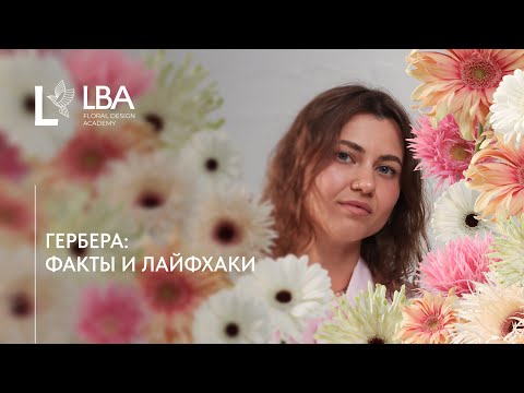 Видео: КАК ЗАФИКСИРОВАТЬ ГЕРБЕРУ | УХОД И ХРАНЕНИЕ | СОВЕТЫ LBA