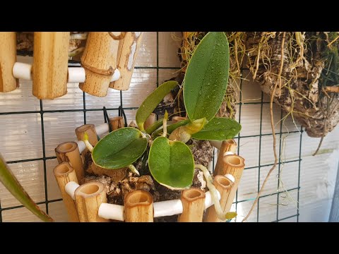 Видео: Cattleya walkeriana,  обзор и новые посадки