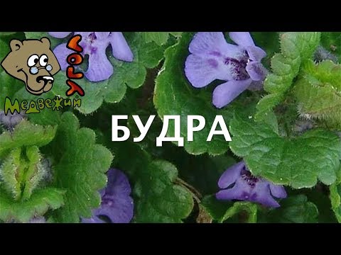 Видео: БУДРА (Ядовитые растения. Школа травоведения)