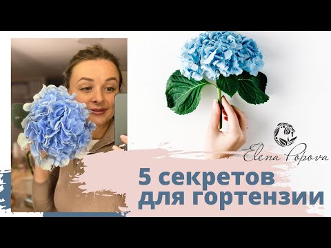 Видео: 5 секретов обработки срезанных цветов гортензии. Как сохранить свежесть цветов долго