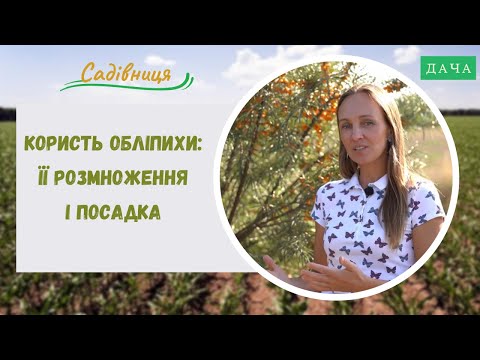 Видео: Як Правильно Посадити Обліпиху? Користь Обліпихи, її Розмноження і Посадка.