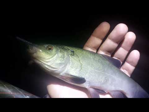 Видео: Ловим карпа .. Кайнар...