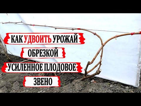 Видео: 🍇 Как УДВОИТЬ УРОЖАЙ на винограде. УСИЛЕННОЕ ПЛОДОВОЕ ЗВЕНО. Разбор двух способов обрезки винограда.