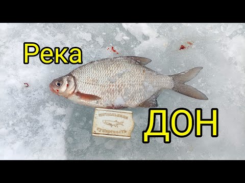 Видео: СЕЛЬСКАЯ РЫБАЛКА 2024г на РЕКЕ ДОН!ЛОВЛЯ НА  ПОКАТОК!