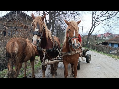 Видео: 🥁КОНІ НА ПРОДАЖ 💰🎯🔥