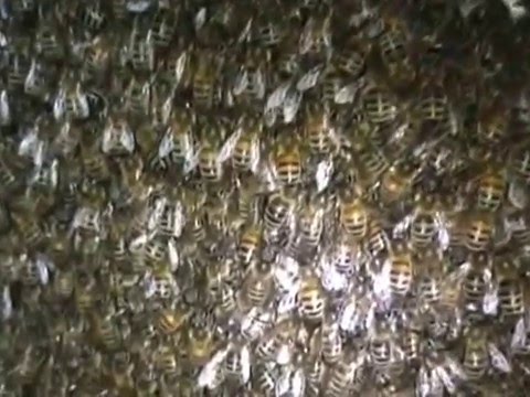 Видео: Использование сетчатых доньев в Альпийце Н 108