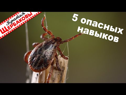 Видео: Что умеют КЛЕЩИ и как с этим бороться! Макросъемка