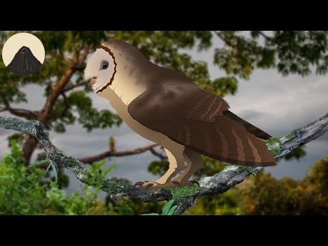 Видео: Эволюция сов