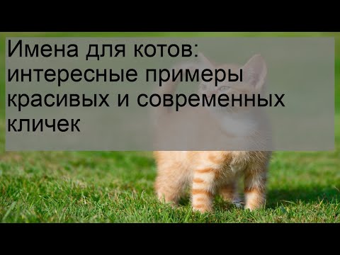 Видео: Имена для котов: интересные примеры красивых и современных кличек
