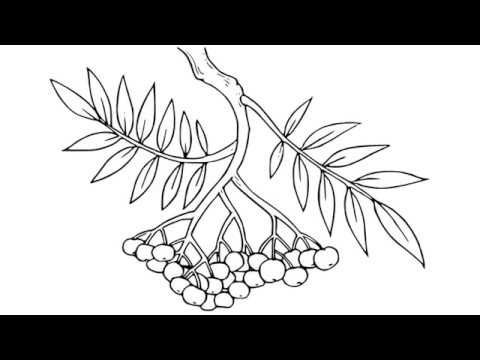 Видео: как нарисовать рябину,how to draw a mountain ash,cómo dibujar una montaña de cenizas