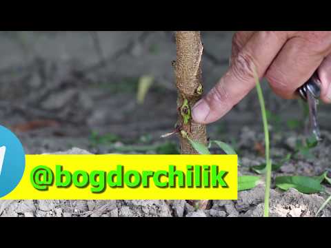 Видео: Куртак пайванд 2-босқич: ШАФТОЛИ