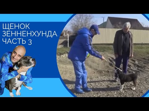 Видео: Щенок зенненхунда часть 3 (прогулка)