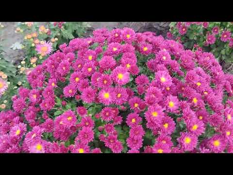 Видео: 20 октября 2022  г Обзор цветения хризантем,выращенных из семян,селекция хризантем