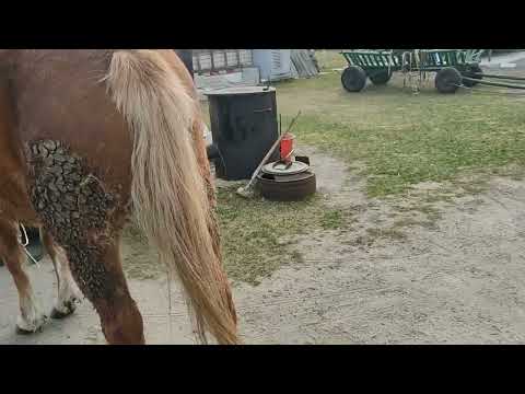 Видео: 🐴 Белка👈 и 👉Стрелка🐴🤝👍