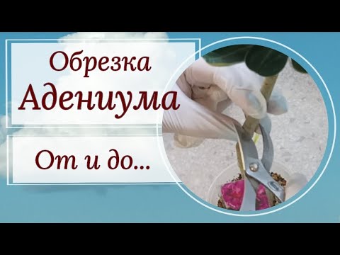 Видео: Обрезка ✂️ адениума. Как, когда, и главное- ЗАЧЕМ?