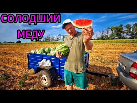 Видео: ЗАСИПАЮ МІСТО ДОМАШНІМ КАВУНОМ☺️🍉 +380660836821🍉 ПОЛТАВЦІ📢 НЕ ПРОСПІТЬ КАВУНИ ВІД ВАЛЕРЧИКА☺️🍉 💙💛♥️