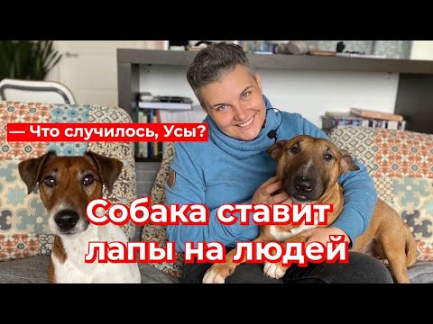 Видео: Что случилось, Усы? Собака ставит лапы на людей