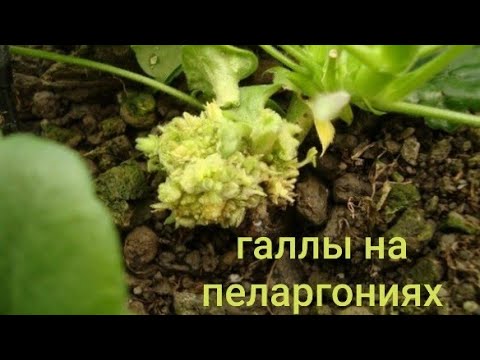 Видео: "Интимная" проблема пеларгоний.