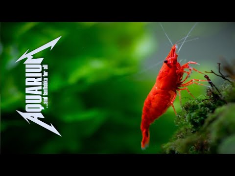 Видео: Чем кормить креветок?