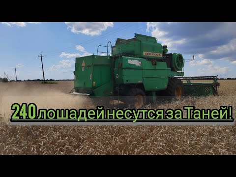 Видео: Уборка урожая пшеницы 2023!