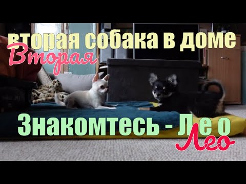 Видео: Знакомьтесь, чихуахуа ЛЕО. Вторая собака в доме