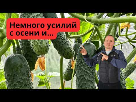 Видео: Весной у вас будут самые ранние огурцы- сделайте ТАК сейчас!