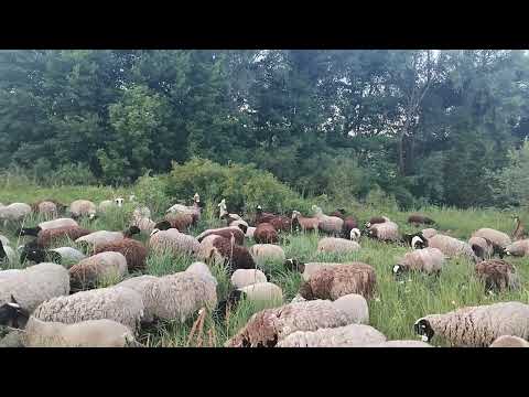 Видео: ПРИВЕТ ВСЕМ Я ПОЯВИЛСЯ ВОТ КАК👋👋