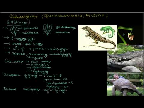 Видео: Сойлоочулар уландысы