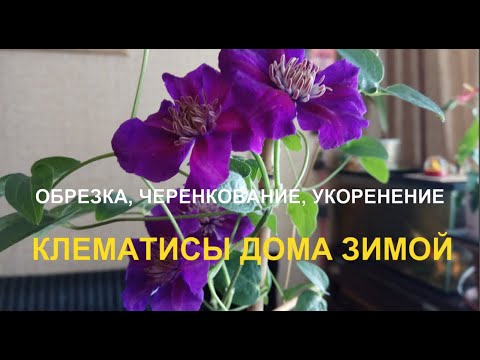 Видео: Клематис дома на окне. Обрезка, черенкование и укоренение.