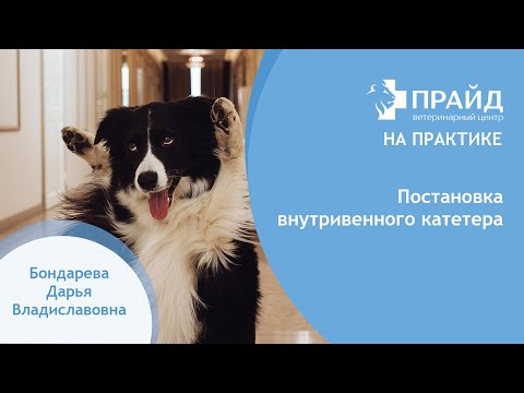 Видео: Постановка внутривенного катетера собаке