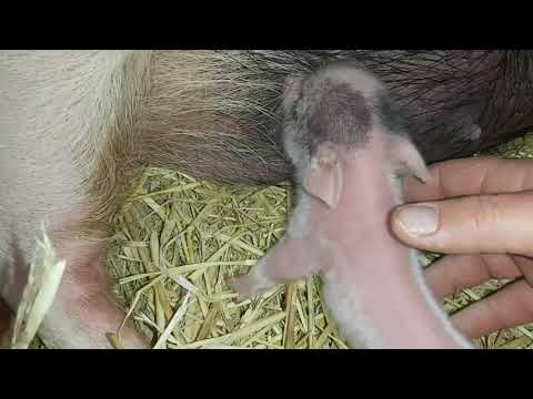 Видео: ОПОРОС СВИНОМАТКИ )) КАБАЧЕК ЮВЕЛИР)