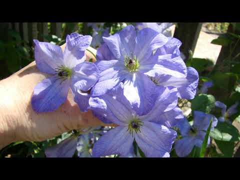 Видео: Клематисы. Sea Breeze