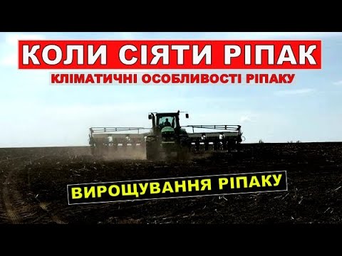 Видео: Коли сіяти ріпак?Кліматичні особливості ріпаку.Які строки посіву ріпаку?Вирощування ріпаку.
