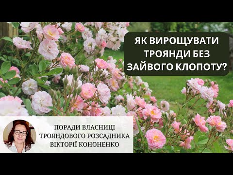 Видео: Як вирощувати троянди без зайвого клопоту? Інтерв’ю з Вікторією Кононенко