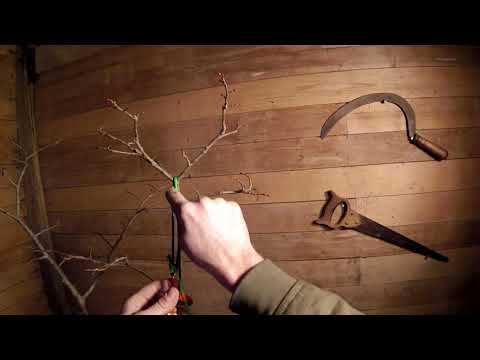 Видео: Системы для лазания по деревьям DdRT против SRT