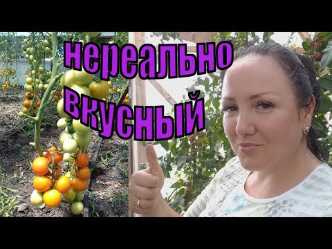 Видео: Мой самый любимый оранжевый томат для теплицы!