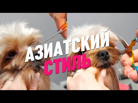 Видео: СТРИЖКА ЙОРКА/ АЗИАТСКИЙ СТИЛЬ/ Эпизод МАСТЕР-КЛАССА / GROOM SCHOOL