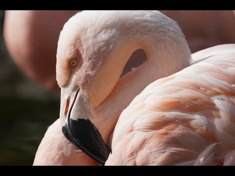 Видео: ФЛАМИНГО. ВСЁ САМОЕ ИНТЕРЕСНОЕ О ЖИЗНИ И ПОВЕДЕНИИ!!!