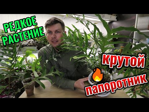 Видео: РЕДКИЙ ПАПОРОТНИК Дринария вариегатная Комнатное растение крупного размера