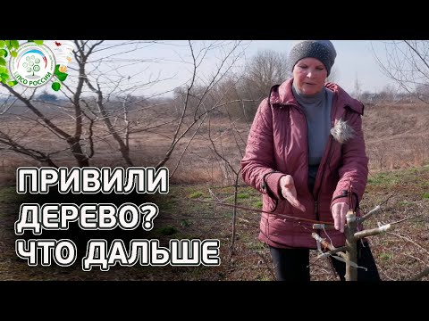 Видео: ОБЯЗАТЕЛЬНО СДЕЛАЙТЕ ПОСЛЕ ПРИВИВКИ ДЕРЕВА.  Уход за привитым деревом. Часть 4